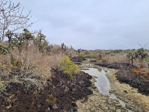 Galapagos - Santa Cruz