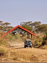 Safari - Serengeti NP