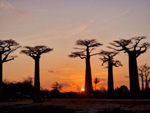 Baobab Allee - Morondava